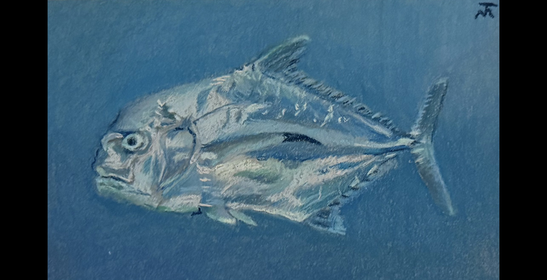 African pompano